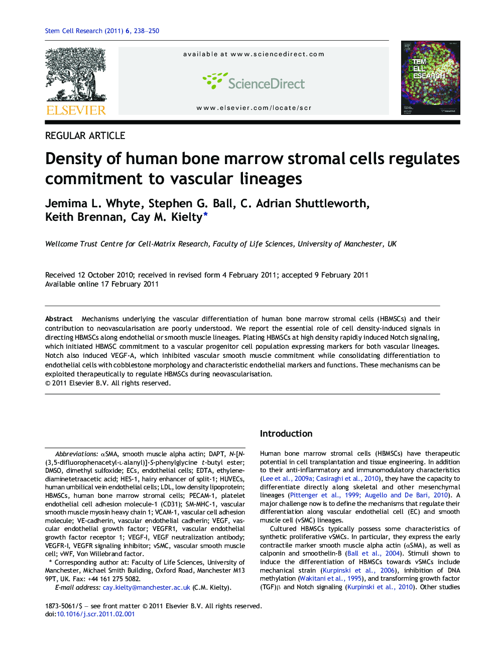 Density of human bone marrow stromal cells regulates commitment to vascular lineages