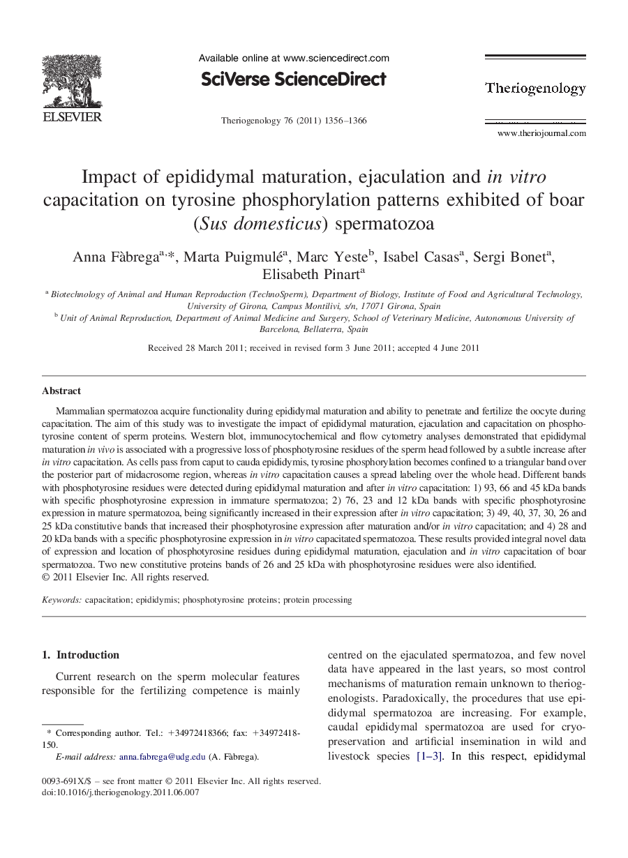 Impact of epididymal maturation, ejaculation and in vitro capacitation on tyrosine phosphorylation patterns exhibited of boar (Sus domesticus) spermatozoa