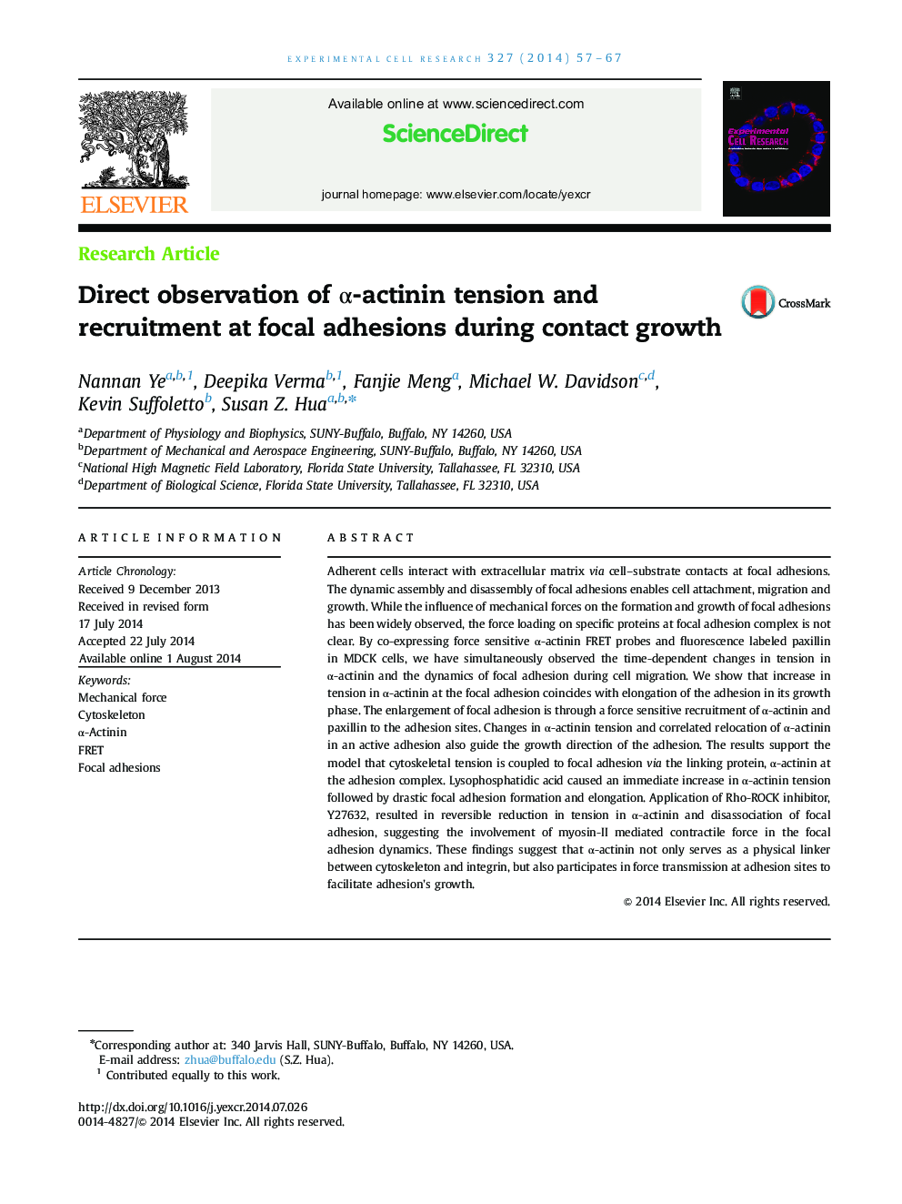 Direct observation of Î±-actinin tension and recruitment at focal adhesions during contact growth