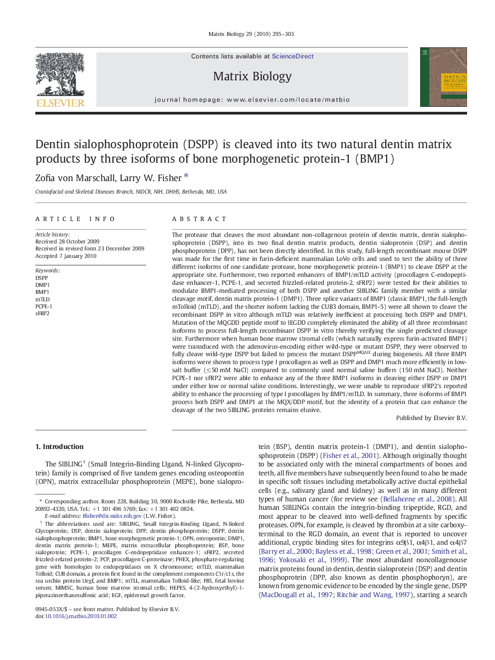 Dentin sialophosphoprotein (DSPP) is cleaved into its two natural dentin matrix products by three isoforms of bone morphogenetic protein-1 (BMP1)