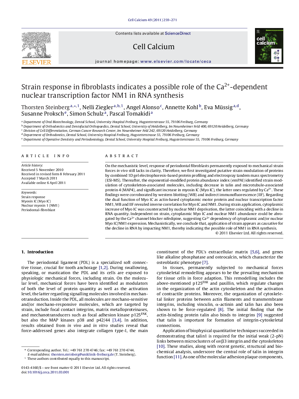 Strain response in fibroblasts indicates a possible role of the Ca2+-dependent nuclear transcription factor NM1 in RNA synthesis