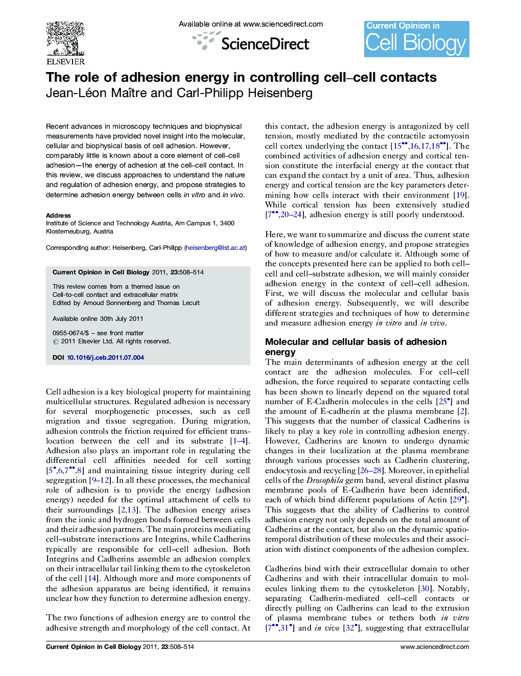 The role of adhesion energy in controlling cell-cell contacts