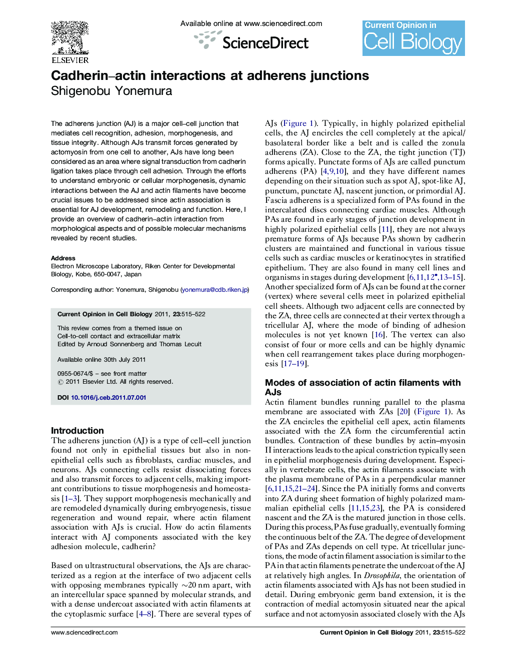 Cadherin-actin interactions at adherens junctions