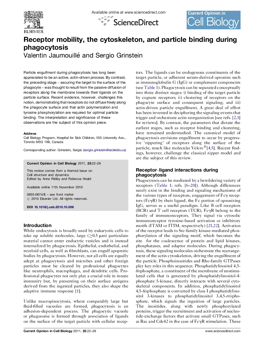 Receptor mobility, the cytoskeleton, and particle binding during phagocytosis