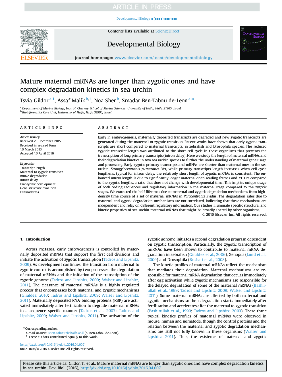 Mature maternal mRNAs are longer than zygotic ones and have complex degradation kinetics in sea urchin