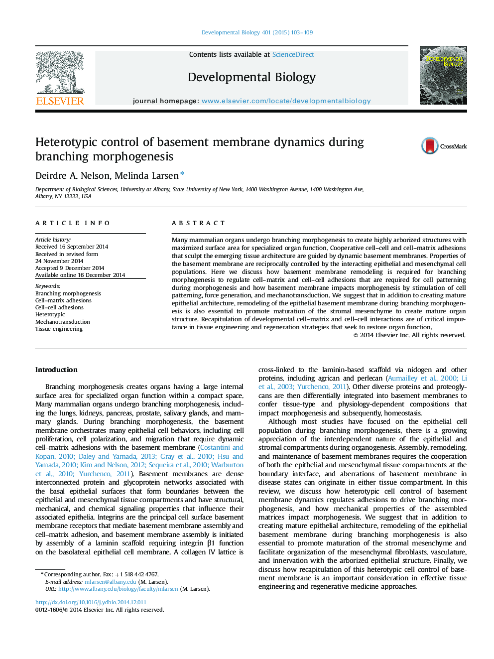 Heterotypic control of basement membrane dynamics during branching morphogenesis