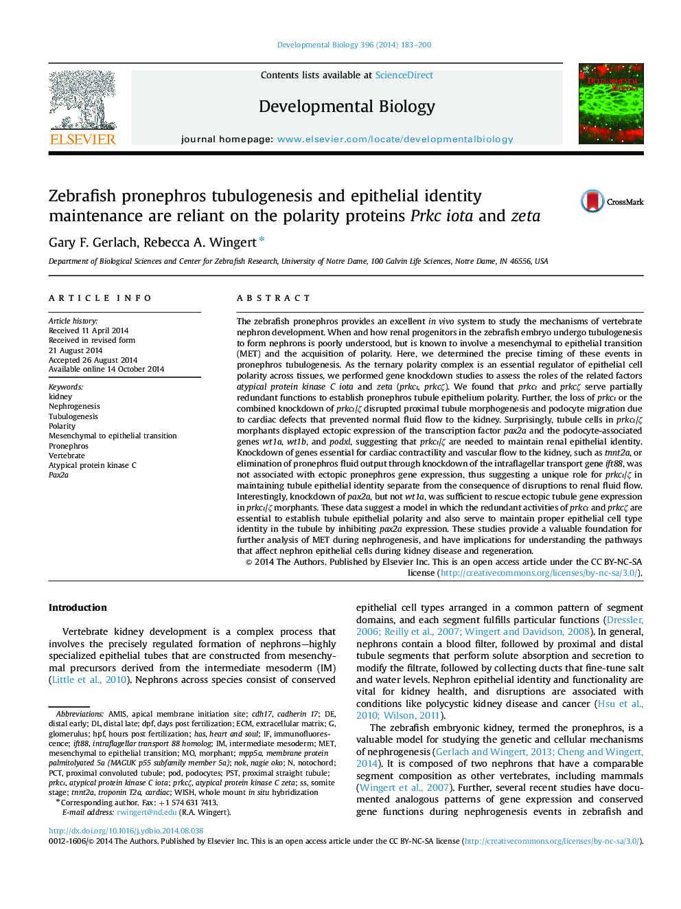 Zebrafish pronephros tubulogenesis and epithelial identity maintenance are reliant on the polarity proteins Prkc iota and zeta