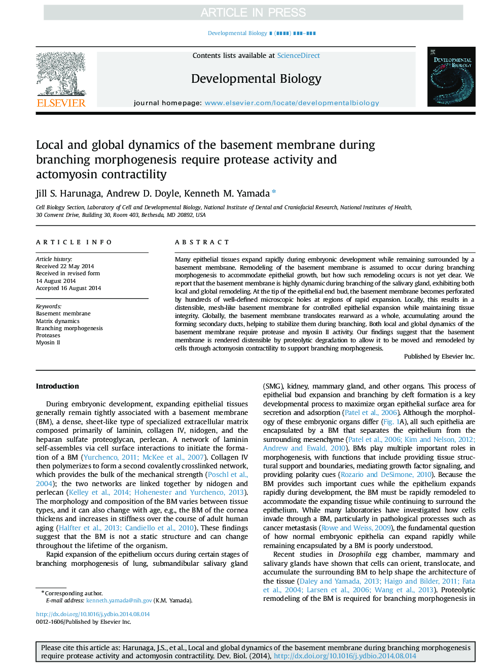 Local and global dynamics of the basement membrane during branching morphogenesis require protease activity and actomyosin contractility