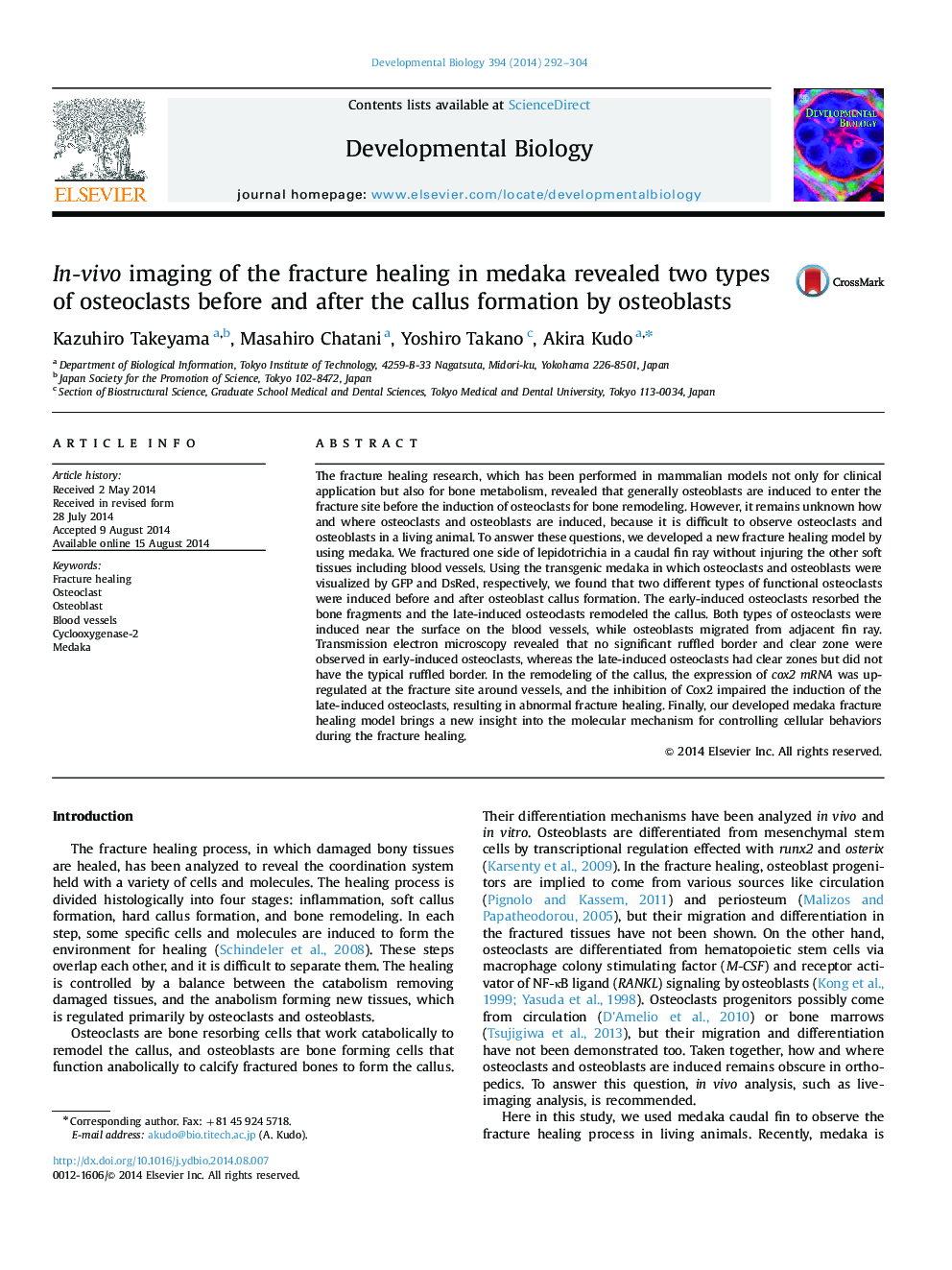 In-vivo imaging of the fracture healing in medaka revealed two types of osteoclasts before and after the callus formation by osteoblasts