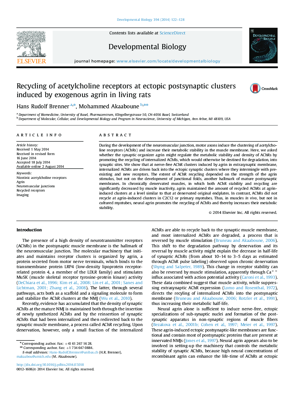 Recycling of acetylcholine receptors at ectopic postsynaptic clusters induced by exogenous agrin in living rats