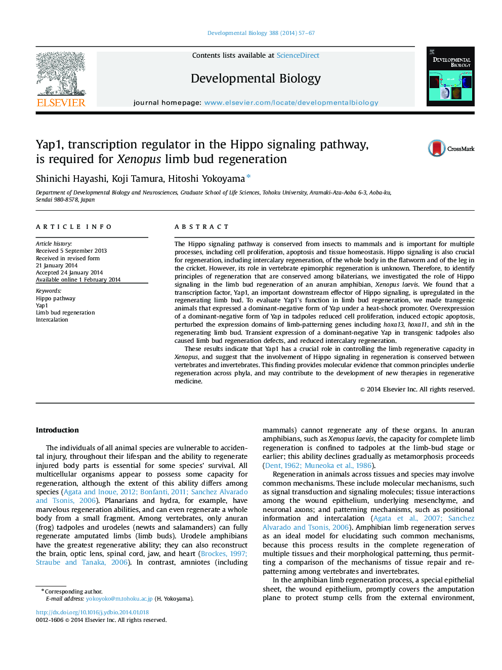 Yap1, transcription regulator in the Hippo signaling pathway, is required for Xenopus limb bud regeneration