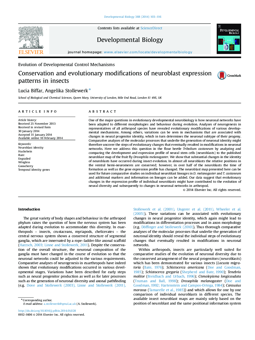 Conservation and evolutionary modifications of neuroblast expression patterns in insects