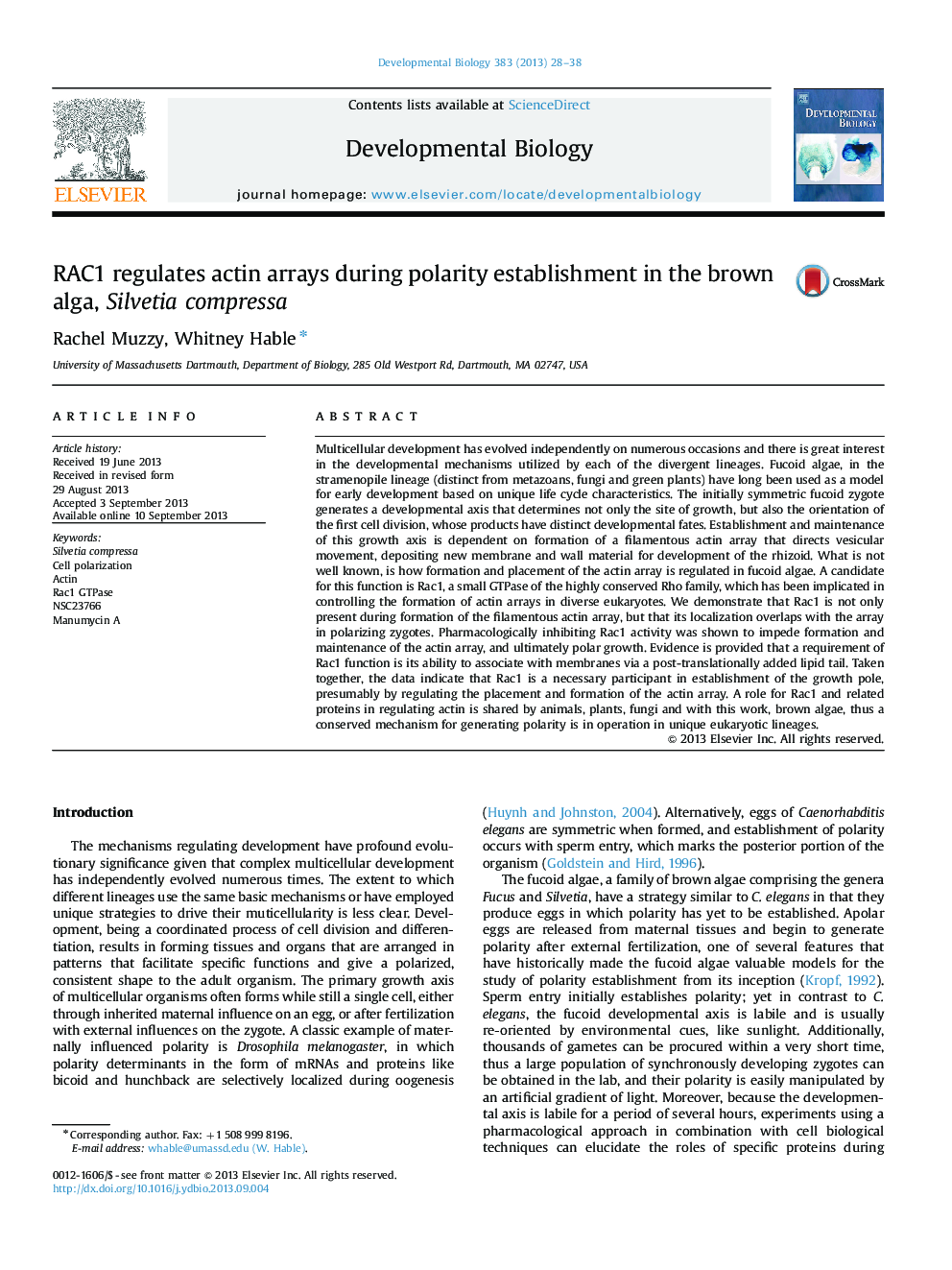 RAC1 regulates actin arrays during polarity establishment in the brown alga, Silvetia compressa