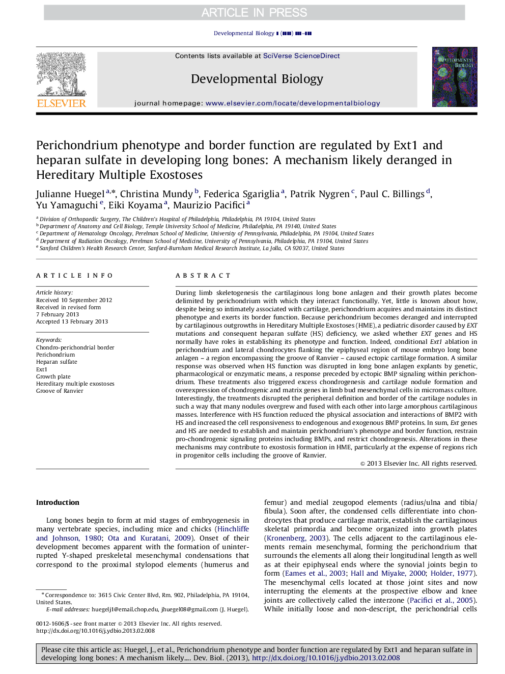 Perichondrium phenotype and border function are regulated by Ext1 and heparan sulfate in developing long bones: A mechanism likely deranged in Hereditary Multiple Exostoses