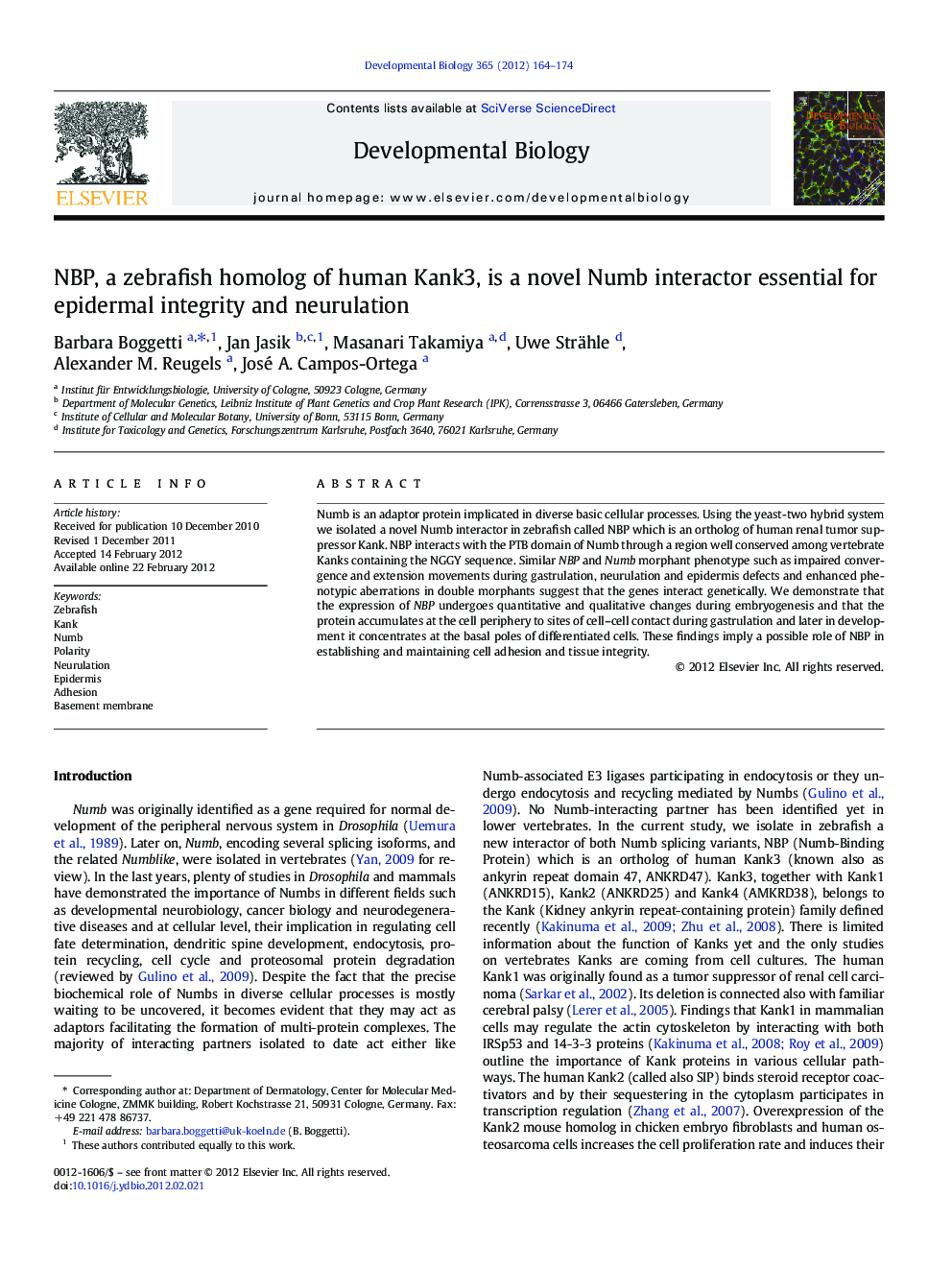 NBP, a zebrafish homolog of human Kank3, is a novel Numb interactor essential for epidermal integrity and neurulation