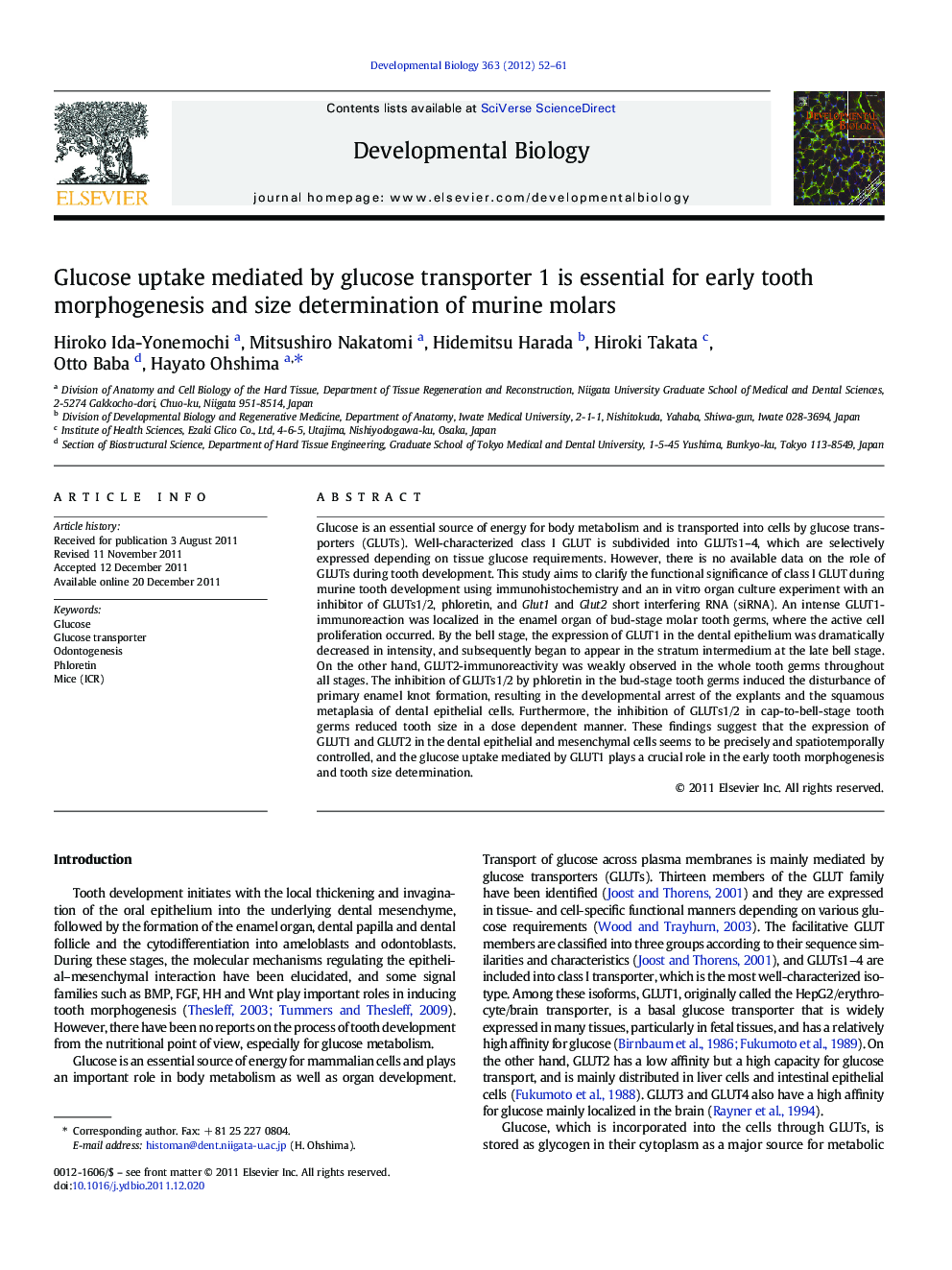 Glucose uptake mediated by glucose transporter 1 is essential for early tooth morphogenesis and size determination of murine molars