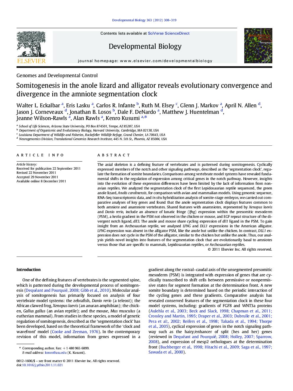 Somitogenesis in the anole lizard and alligator reveals evolutionary convergence and divergence in the amniote segmentation clock