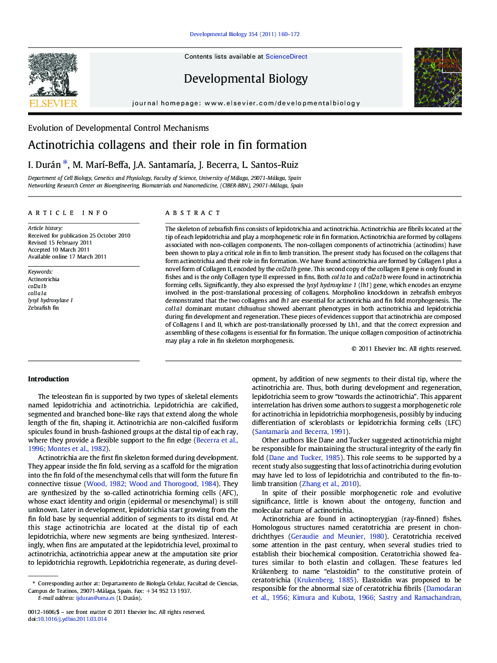 Actinotrichia collagens and their role in fin formation
