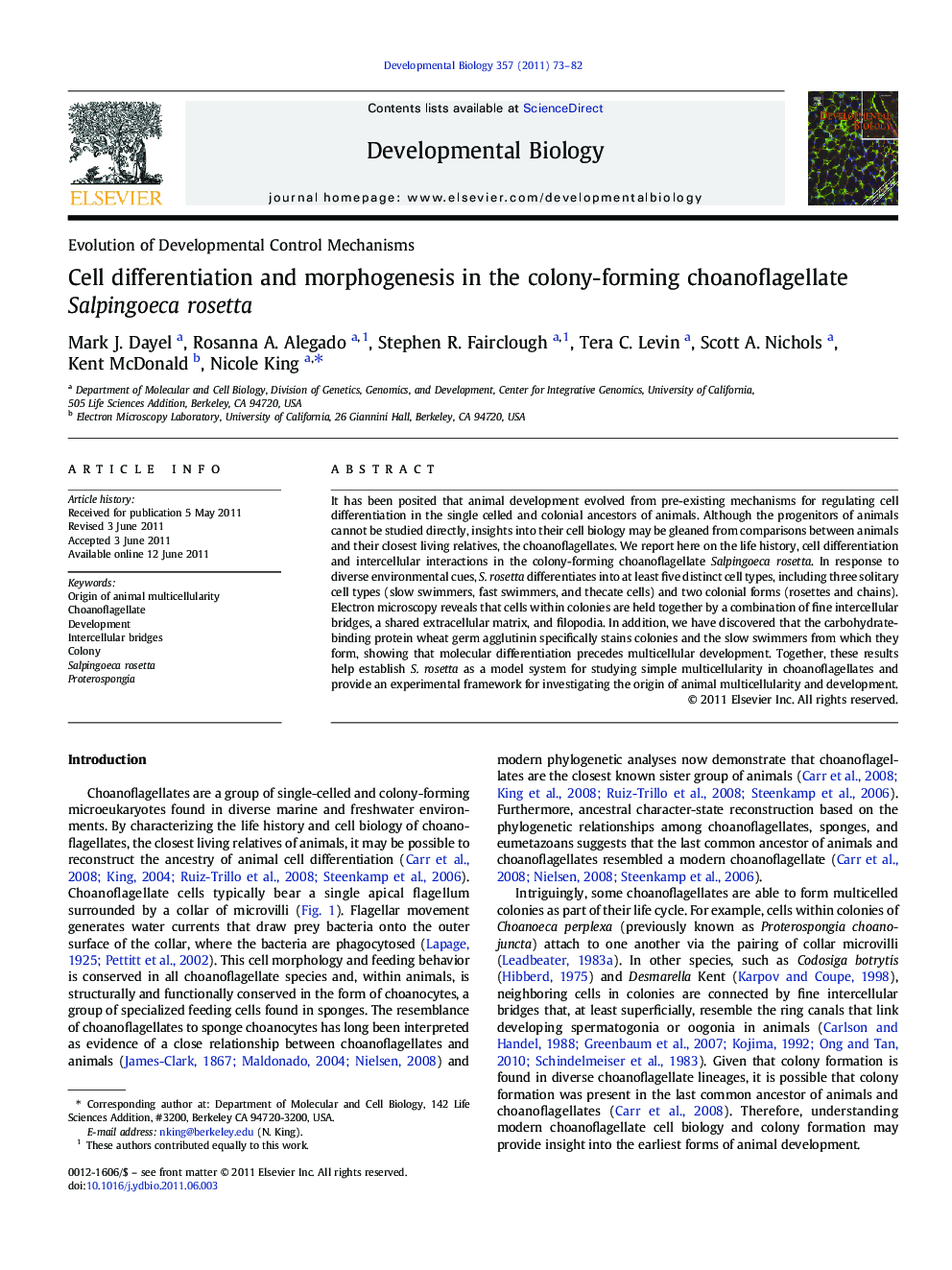 Cell differentiation and morphogenesis in the colony-forming choanoflagellate Salpingoeca rosetta