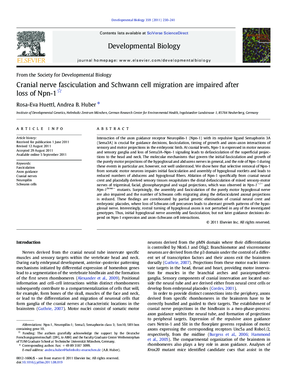 Cranial nerve fasciculation and Schwann cell migration are impaired after loss of Npn-1