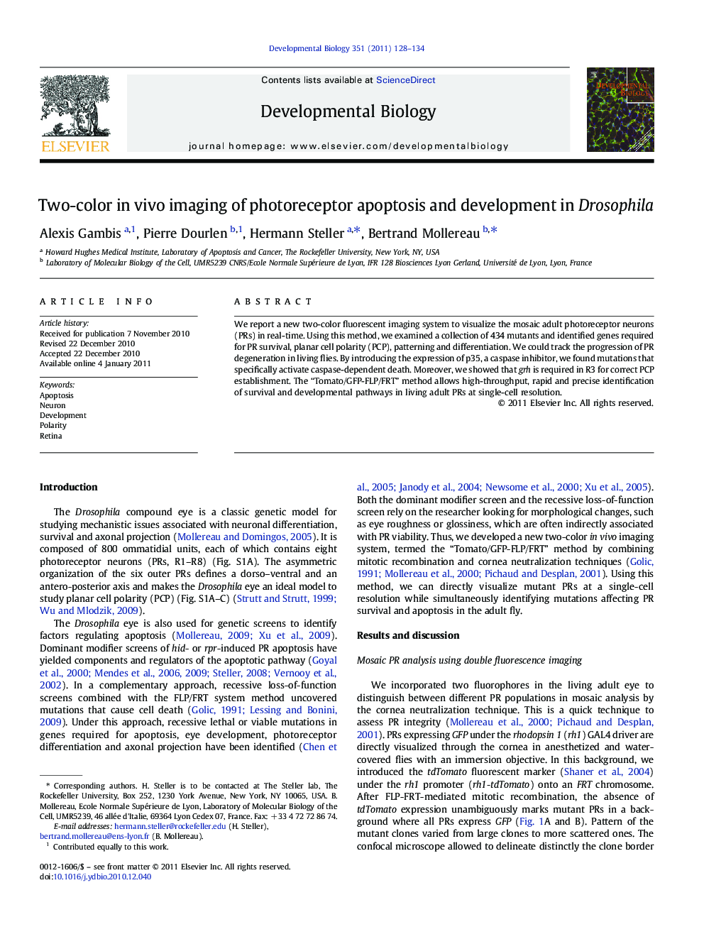 Two-color in vivo imaging of photoreceptor apoptosis and development in Drosophila