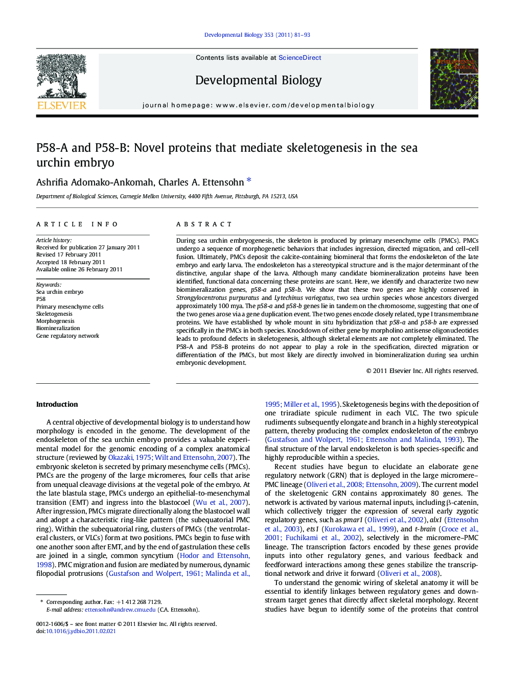 P58-A and P58-B: Novel proteins that mediate skeletogenesis in the sea urchin embryo