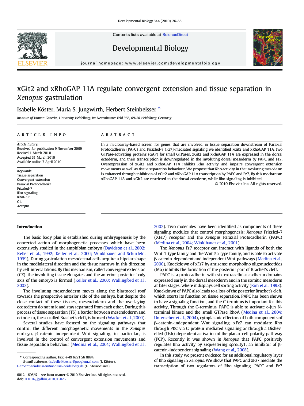 xGit2 and xRhoGAP 11A regulate convergent extension and tissue separation in Xenopus gastrulation