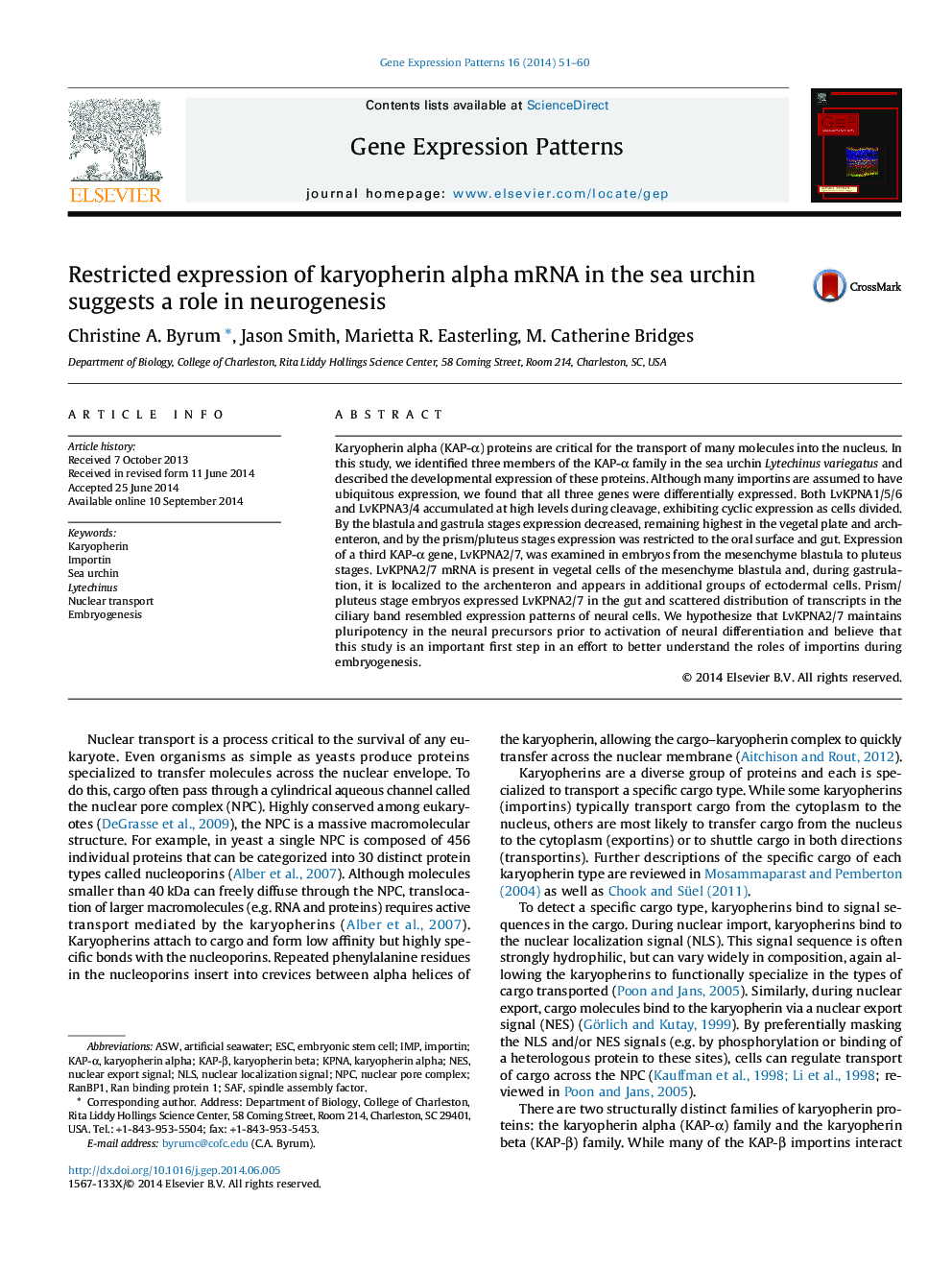 Restricted expression of karyopherin alpha mRNA in the sea urchin suggests a role in neurogenesis