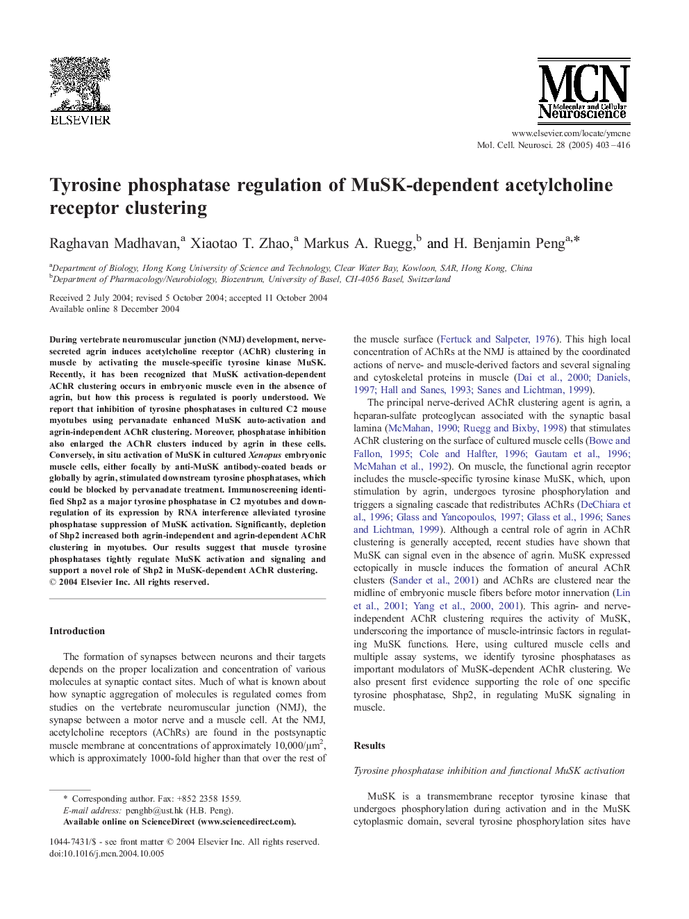 Tyrosine phosphatase regulation of MuSK-dependent acetylcholine receptor clustering