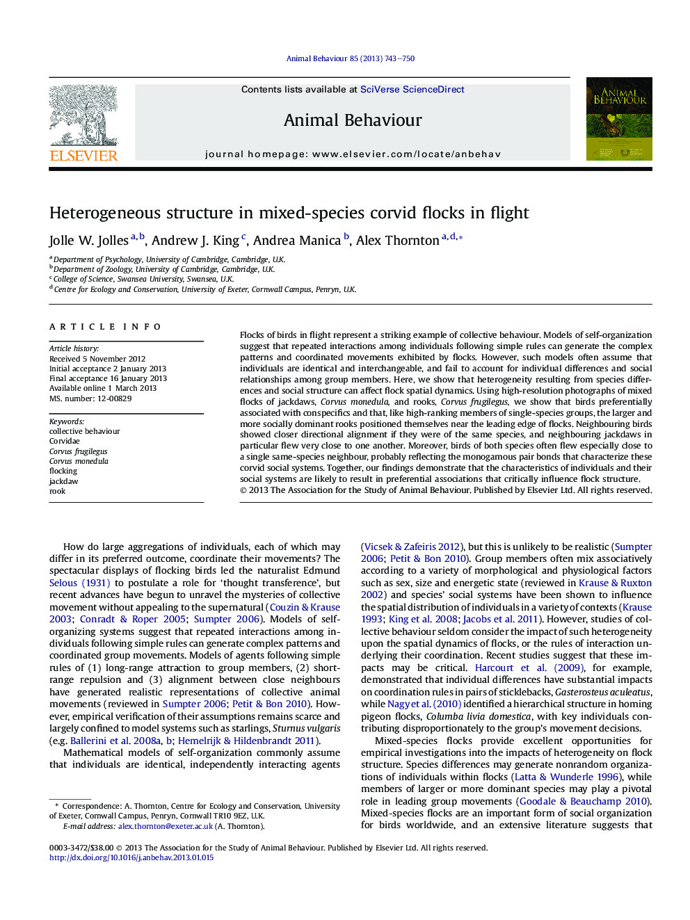 Heterogeneous structure in mixed-species corvid flocks in flight