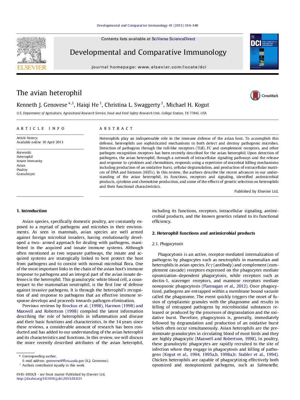 The avian heterophil