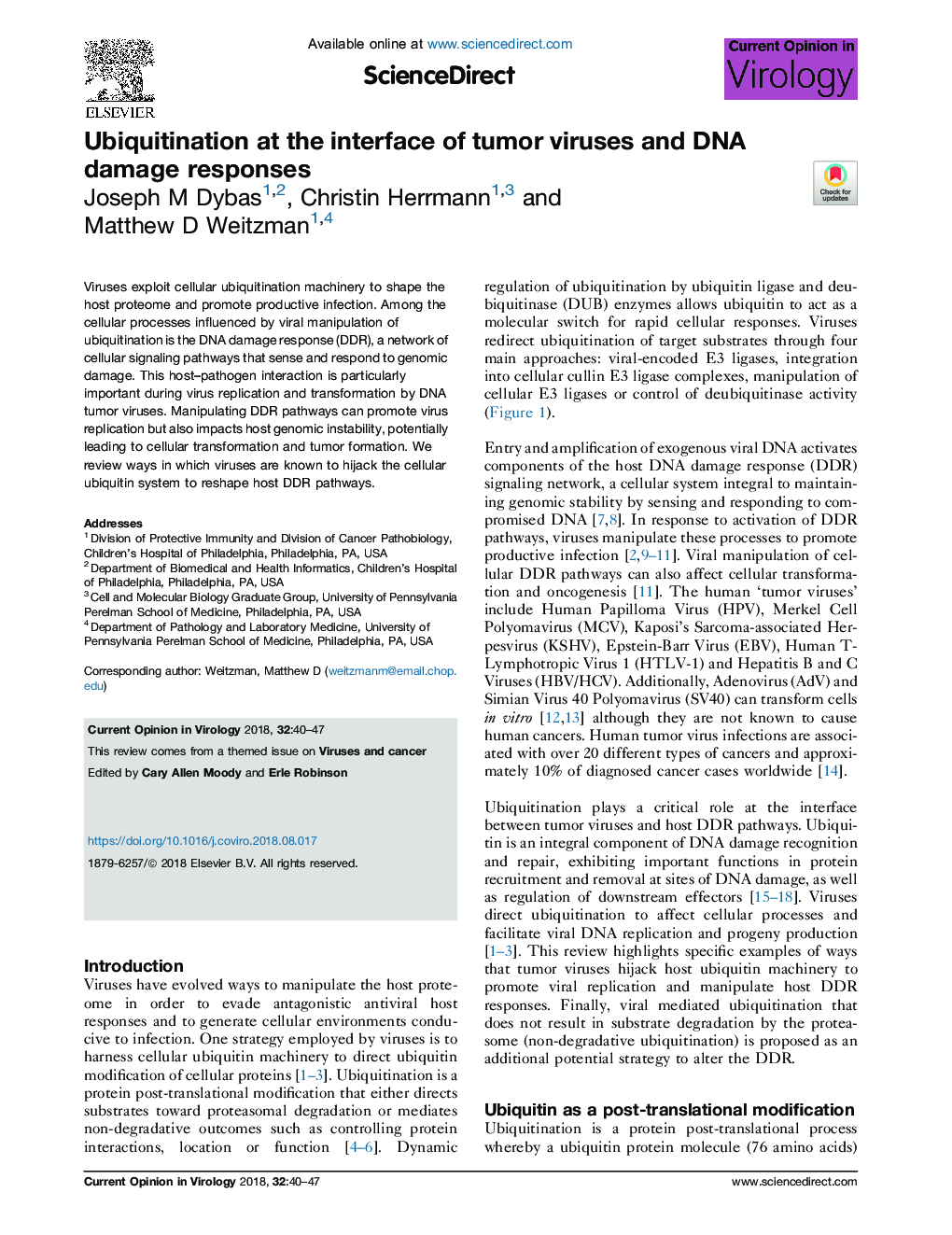 Ubiquitination at the interface of tumor viruses and DNA damage responses