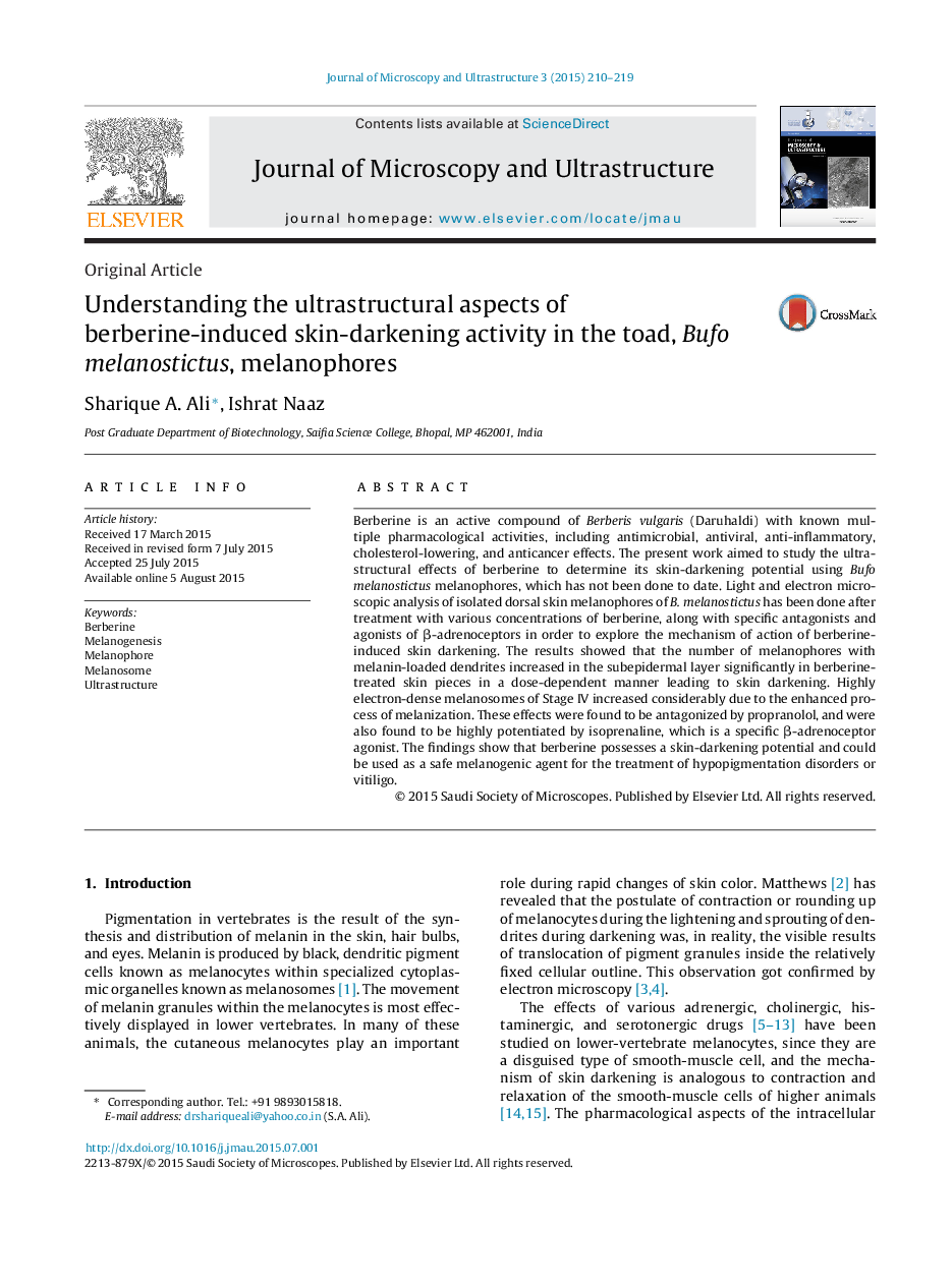Understanding the ultrastructural aspects of berberine-induced skin-darkening activity in the toad, Bufo melanostictus, melanophores