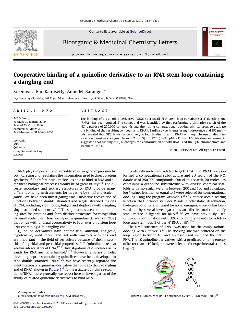 Cooperative binding of a quinoline derivative to an RNA stem loop containing a dangling end