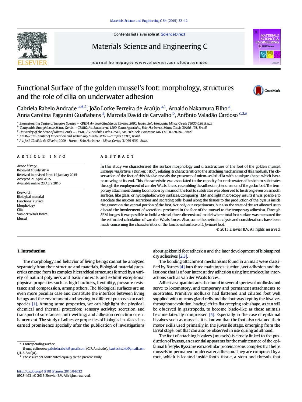 Functional Surface of the golden mussel's foot: morphology, structures and the role of cilia on underwater adhesion