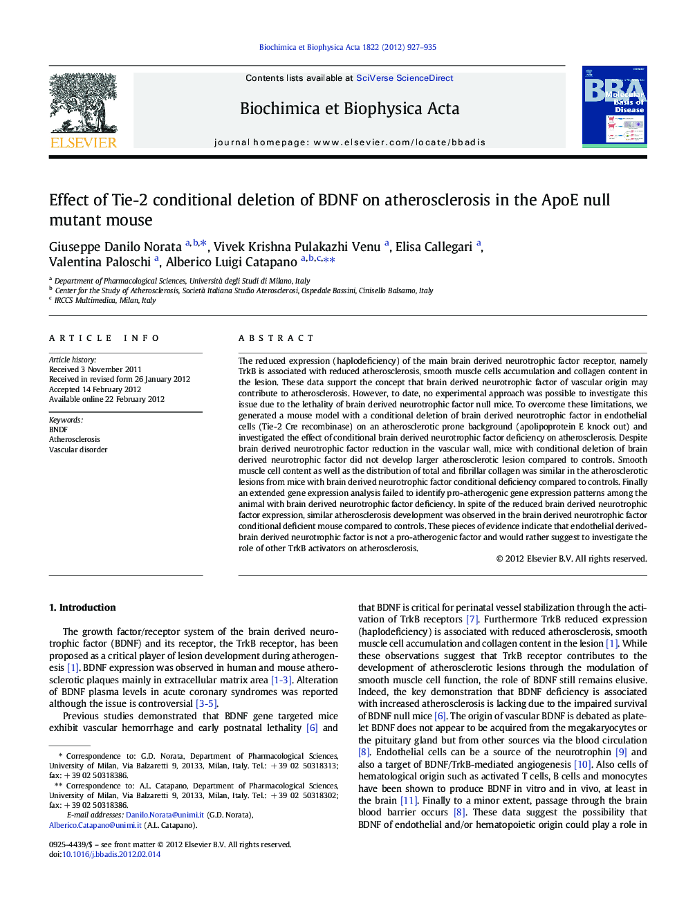 Effect of Tie-2 conditional deletion of BDNF on atherosclerosis in the ApoE null mutant mouse