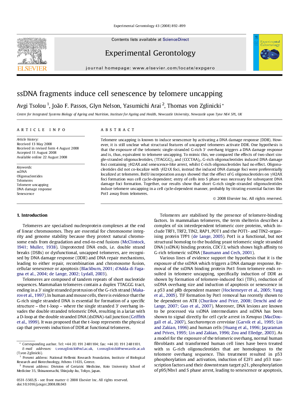 ssDNA fragments induce cell senescence by telomere uncapping