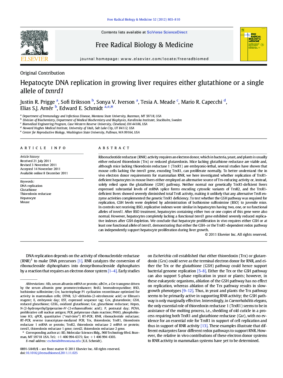 Hepatocyte DNA replication in growing liver requires either glutathione or a single allele of txnrd1
