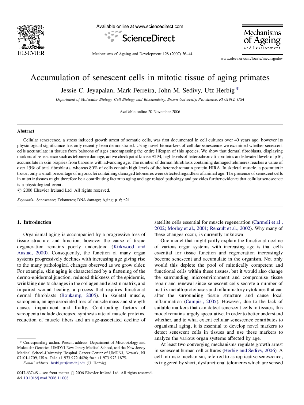 Accumulation of senescent cells in mitotic tissue of aging primates