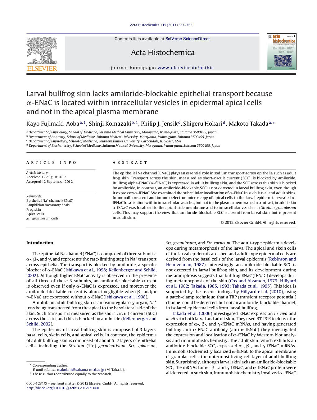 Larval bullfrog skin lacks amiloride-blockable epithelial transport because α-ENaC is located within intracellular vesicles in epidermal apical cells and not in the apical plasma membrane