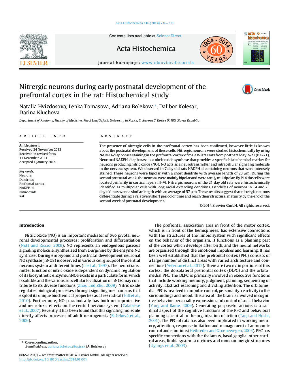 Nitrergic neurons during early postnatal development of the prefrontal cortex in the rat: Histochemical study