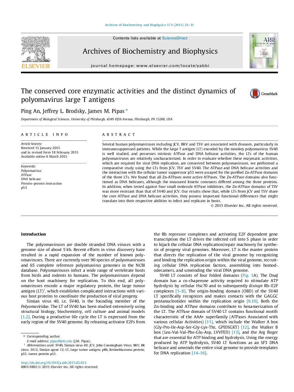 The conserved core enzymatic activities and the distinct dynamics of polyomavirus large T antigens