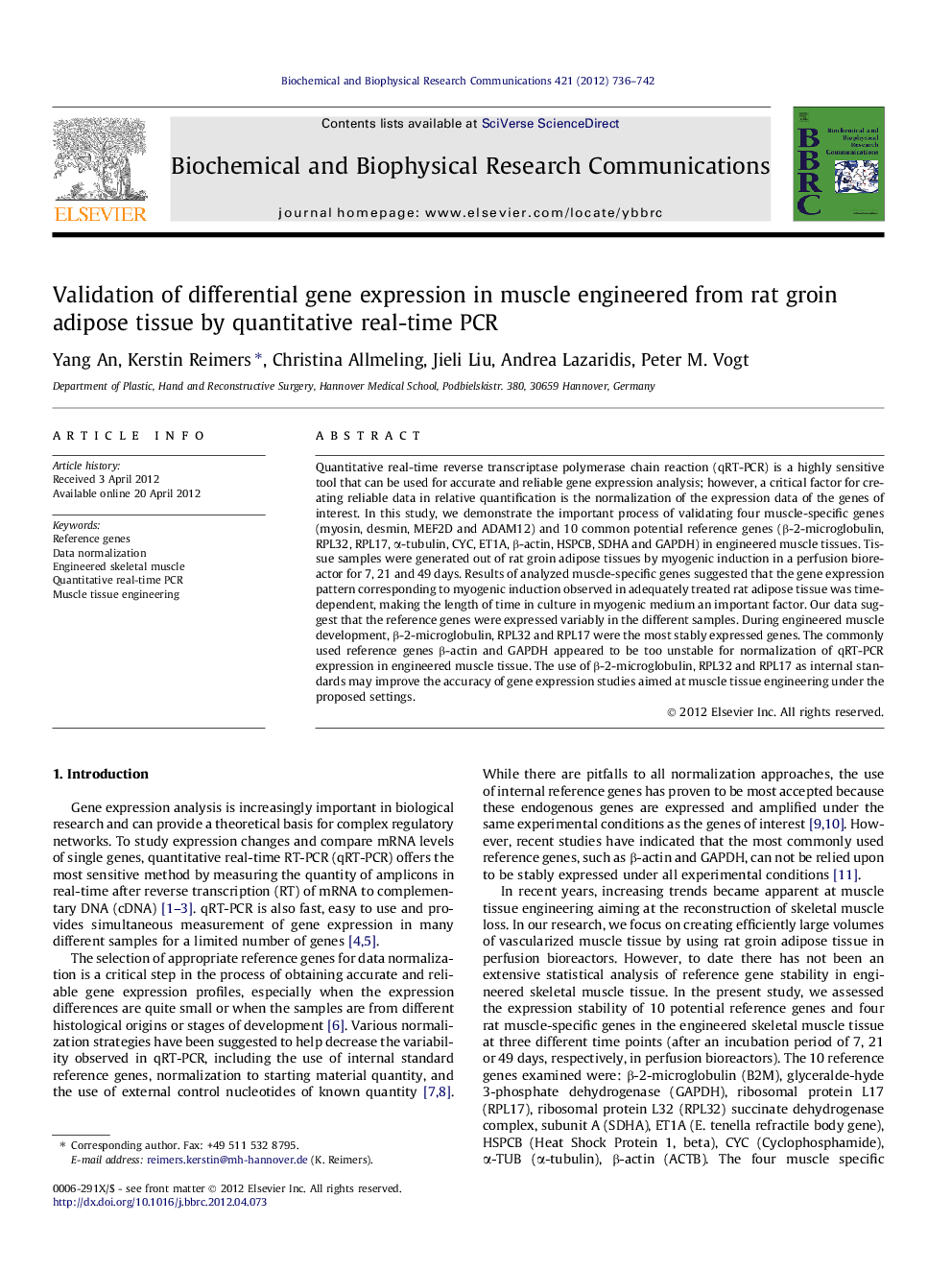 Validation of differential gene expression in muscle engineered from rat groin adipose tissue by quantitative real-time PCR