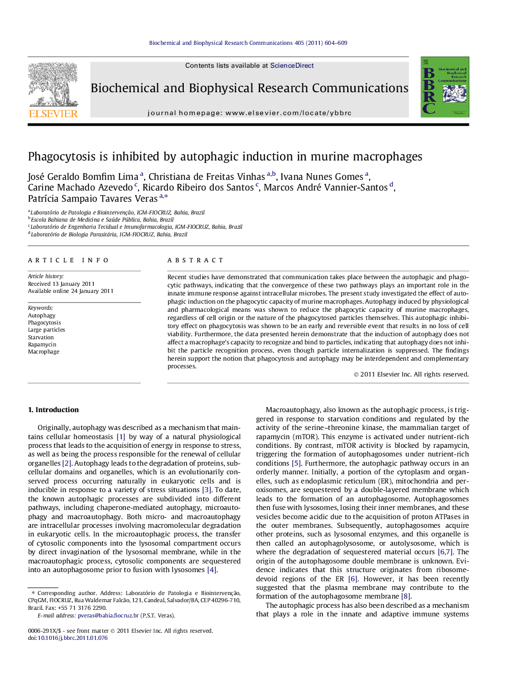 Phagocytosis is inhibited by autophagic induction in murine macrophages