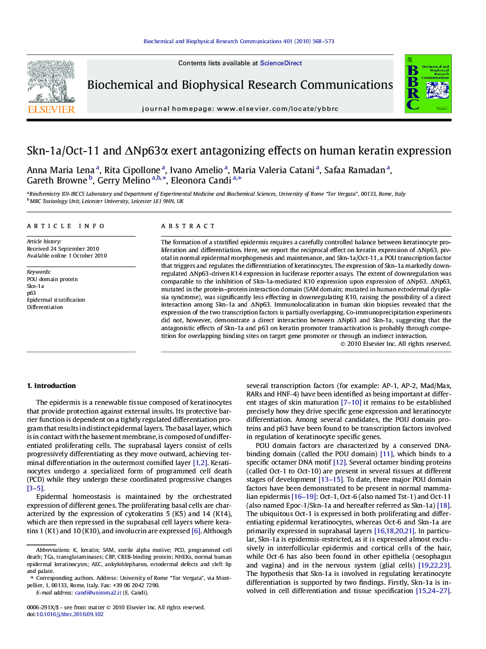 Skn-1a/Oct-11 and ΔNp63α exert antagonizing effects on human keratin expression