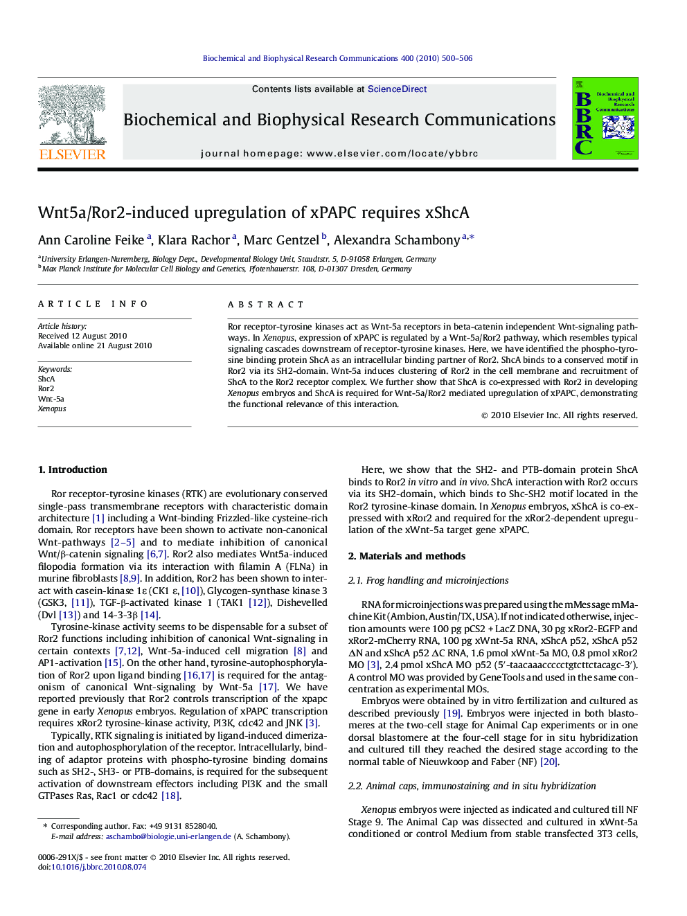 Wnt5a/Ror2-induced upregulation of xPAPC requires xShcA