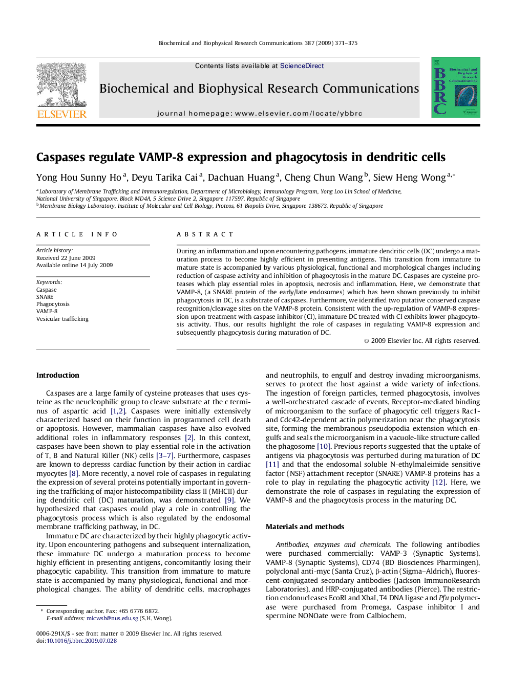 Caspases regulate VAMP-8 expression and phagocytosis in dendritic cells