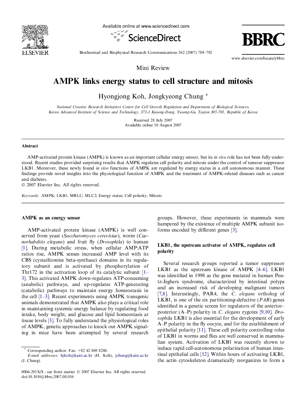 AMPK links energy status to cell structure and mitosis