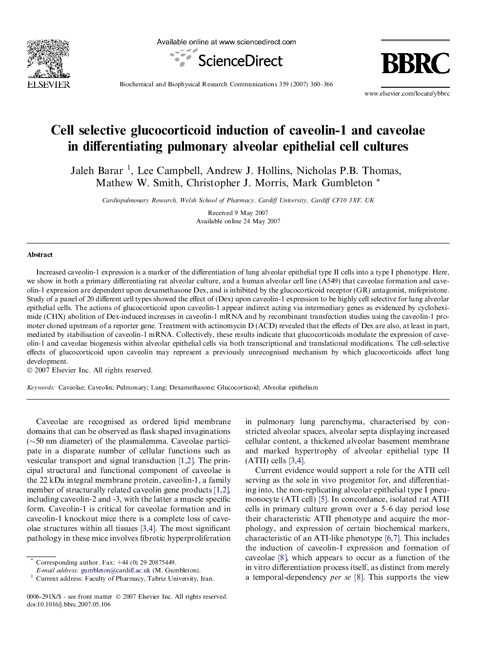 Cell selective glucocorticoid induction of caveolin-1 and caveolae in differentiating pulmonary alveolar epithelial cell cultures