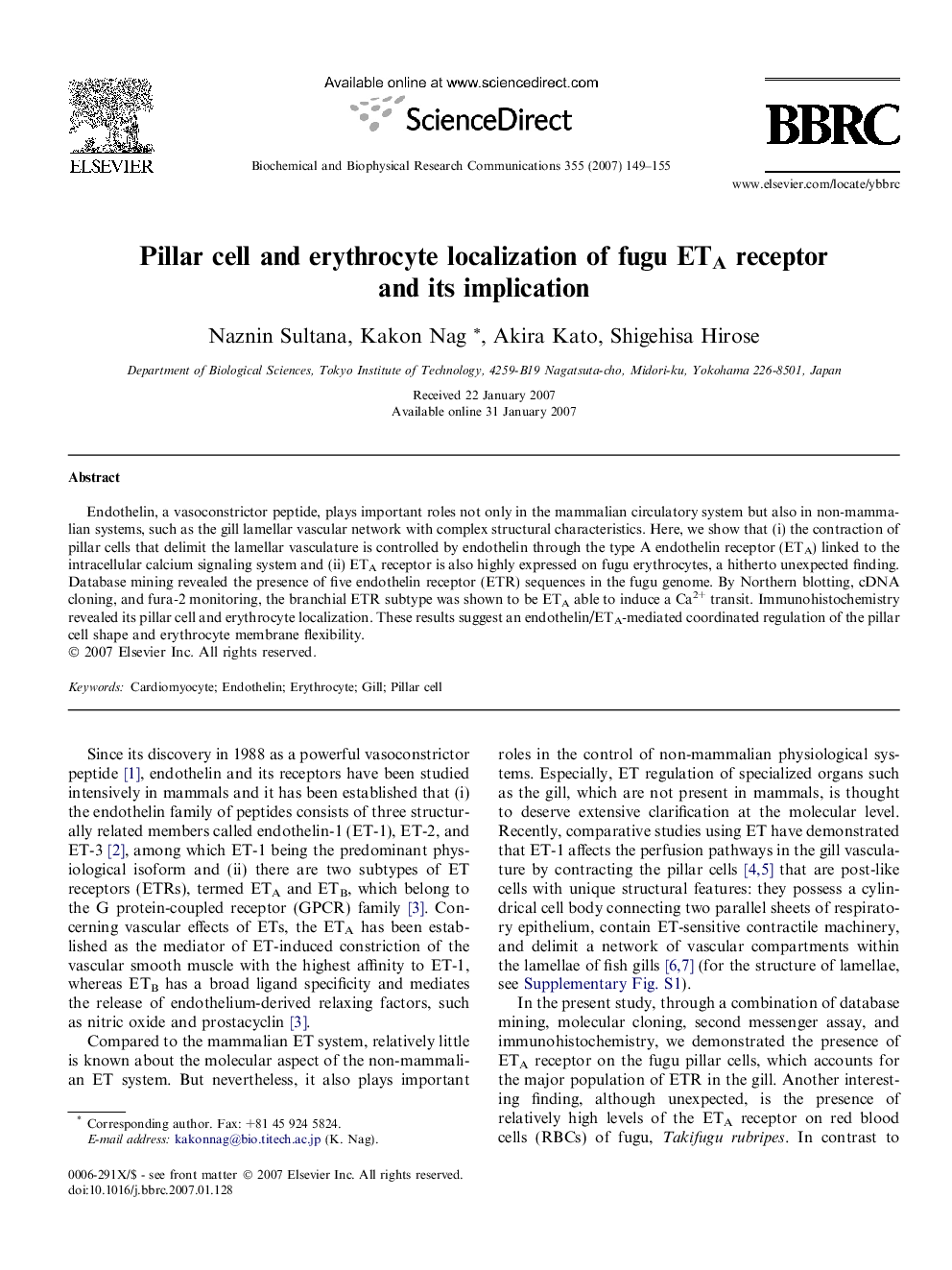 Pillar cell and erythrocyte localization of fugu ETA receptor and its implication